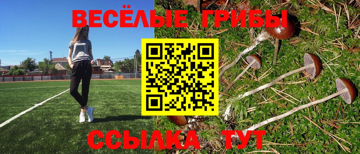 Курчатов  Галлюциногенные грибы Psilocybe  закладка  Вход с VPN 
