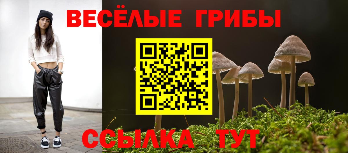 Галлюциногенные грибы Psilocybe Курчатов